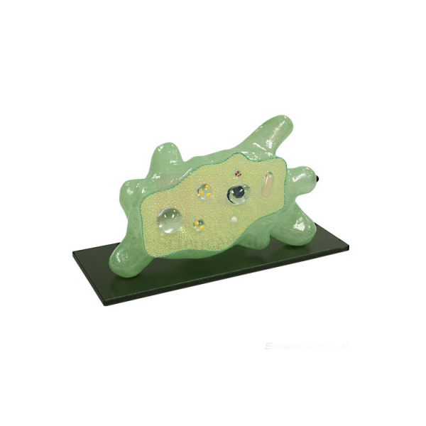 Amoeba Model